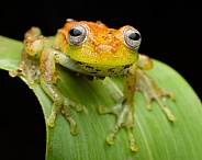 Common Polkadot Treefrog