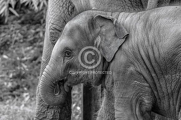 Asian Elephant Asian Elephant
