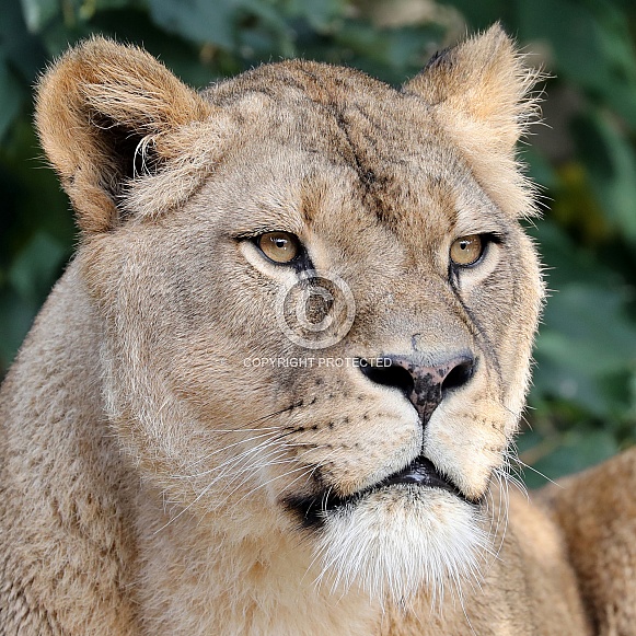 Lioness (Panthera Leo) Lioness (Panthera Leo)