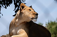 African Lion