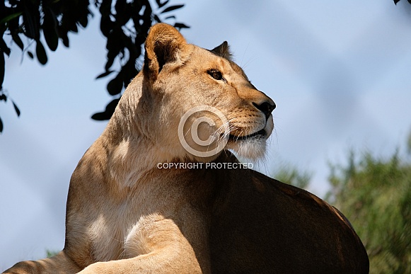 African Lion