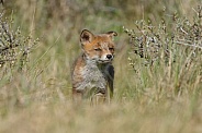 Red fox cubs