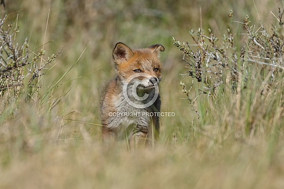 Red fox cubs