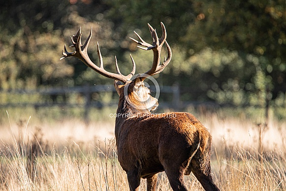 Red Deer Stag Red Deer Stag
