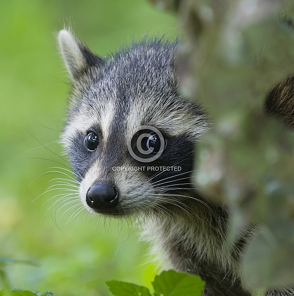 Raccoons