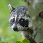 Raccoons