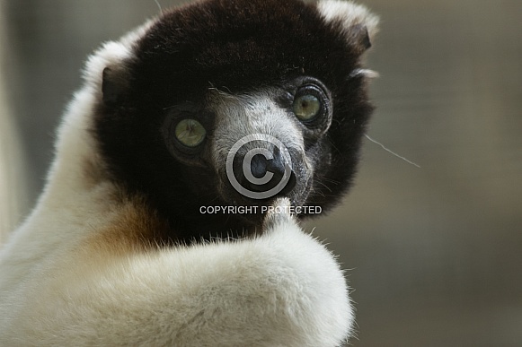 Crowned Sifaka Lemur Crowned Sifaka Lemur