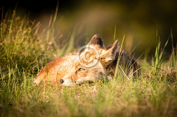 Red fox close-up Red fox close-up