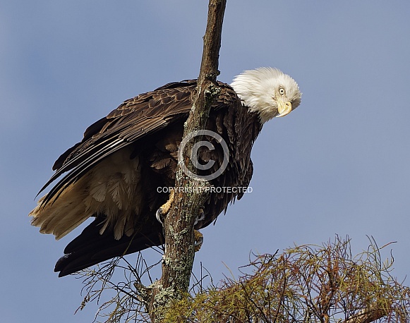 Bald Eagle