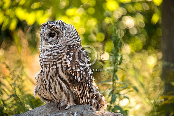 Barred Owl Barred Owl
