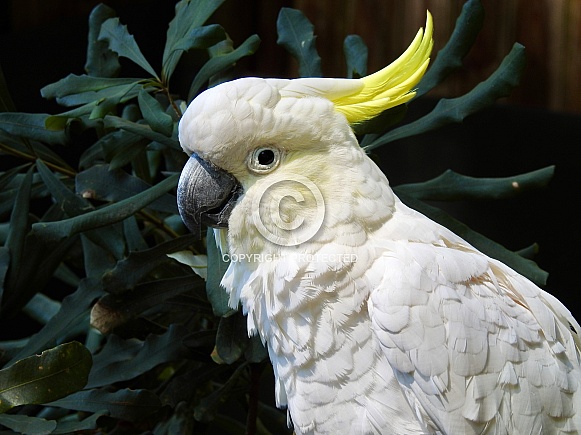 Sulphur-crested Cockatoo Sulphur-crested Cockatoo