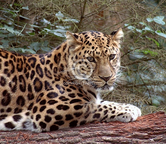 Leopard
