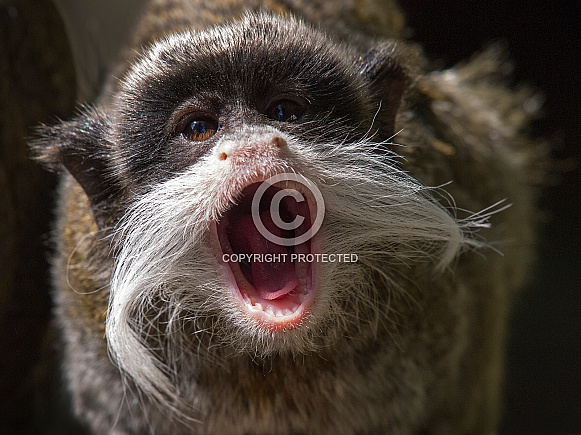 Emperor tamarin Emperor tamarin