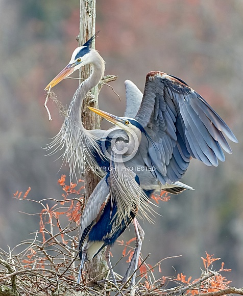 Great Blue Herons Great Blue Herons