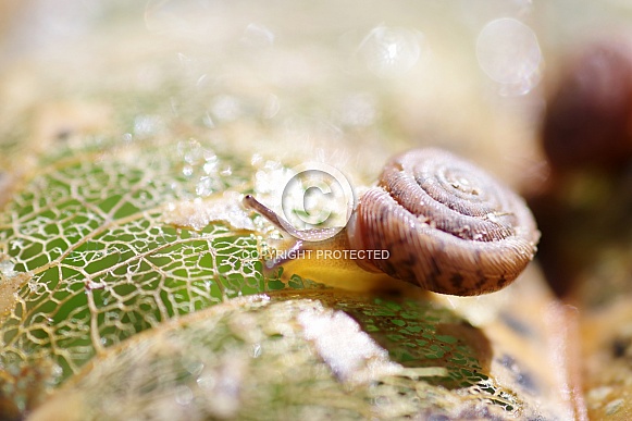 Snail