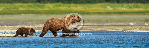 Wild brown bear Wild brown bear