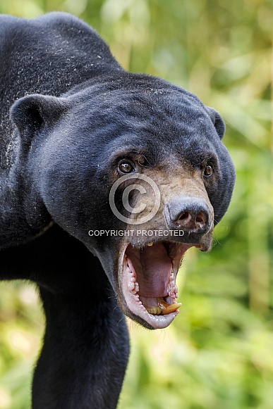 Sun bear (Helarctos malayanus) Sun bear (Helarctos malayanus)
