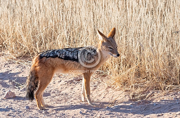 Black-backed Jackal Black-backed Jackal