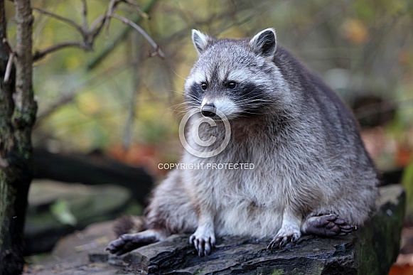 Raccoon (Procyon lotor)