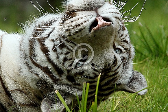White Tiger
