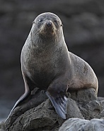 New Zealand Fur Seal