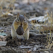 Chipmunk
