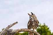 Great Horned Owl