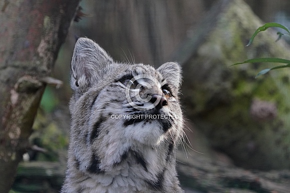 Bobcat