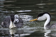 Western Grebe