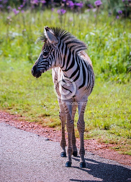 Burchell's Zebra Foal Burchell's Zebra Foal