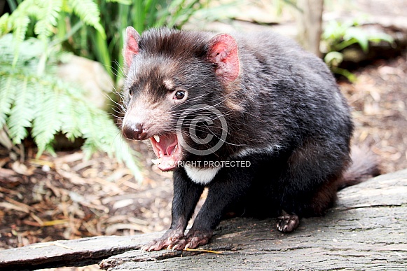 Tasmanian Devil Yawning