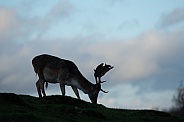 deer (fallow buck)