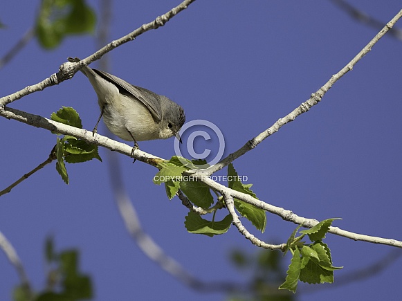 A Lucy's Warbler in Arizona