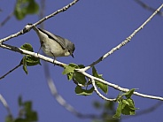 A Lucy's Warbler in Arizona