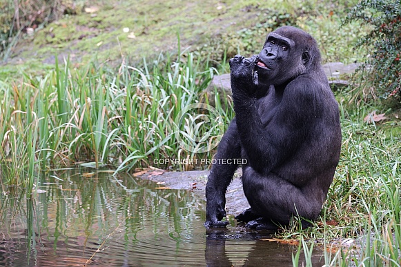 Western Lowland Gorilla (Gorilla Gorilla Gorilla)