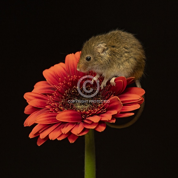 Harvest mouse on a flower