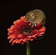 Harvest mouse on a flower