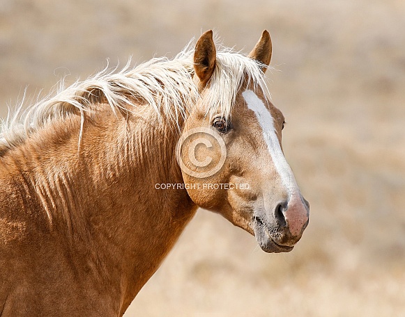 Wild Horse