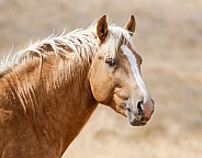 Wild Horse