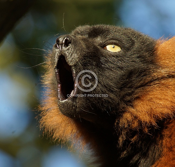 Red Ruffed Lemur