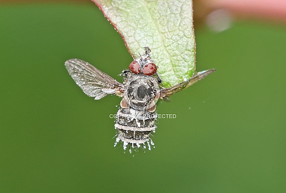 Hoverfly