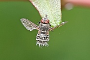 Hoverfly