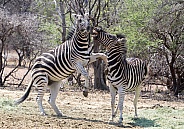 Zebra, Kruger RSA