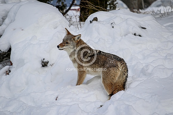 Coyote in winter snow
