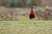 Pheasant bird a bird with beautiful colours