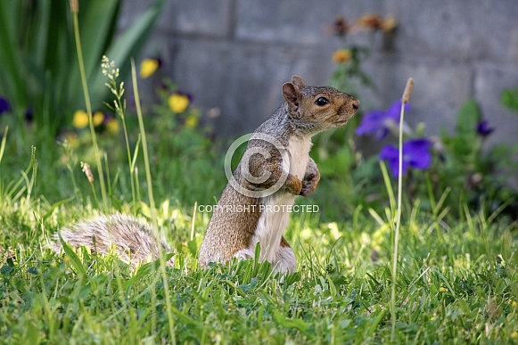 Gray Squirrel