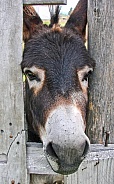 Donkey