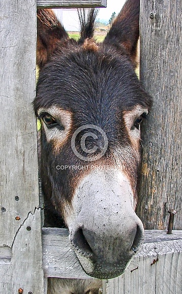 Donkey Donkey