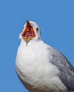 Common gull, mew gull, or sea mew big yawn