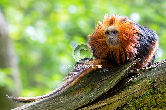 Golden head lion tamarin (Leontopithecus chrysomelas) Golden head lion tamarin (Leontopithecus chrysomelas)